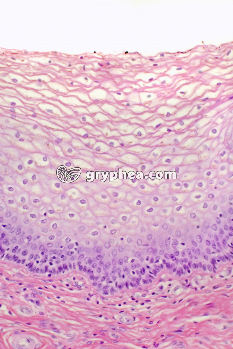 Muqueuse vaginale x100 - gryphea.org